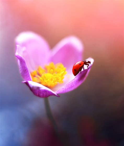 Magical Macro Photos Ladybugs And Flowers By Elena Andreeva