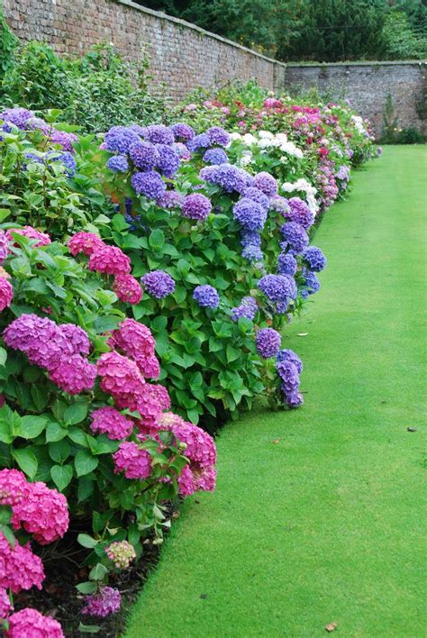 There are many shaded areas in the back yard to grow hosta, ferns, pulmonaria, solomon's seal, and other shade loving plants. Hydrangea Border at the Powerscourt Gardens | Beautiful ...