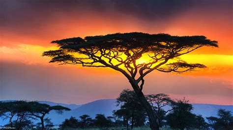 Sunset In The Serengeti On Safari Jnhphoto Over 4m Views Flickr
