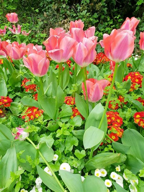 Pink Tulips Blooming During The Spring Season London England Stock