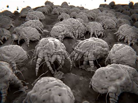 450 Dust Mite Allergy Stock Photos Pictures And Royalty Free Images