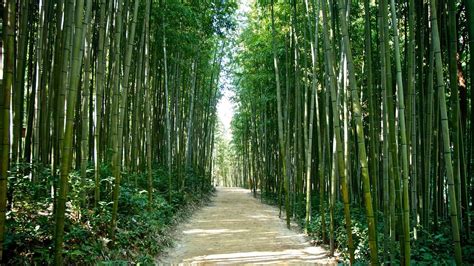 Bamboo Forest Japan Computer Wallpaper 51 Images