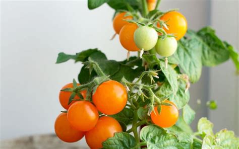 10 Most Popular Determinate Tomato Varieties Megatomato
