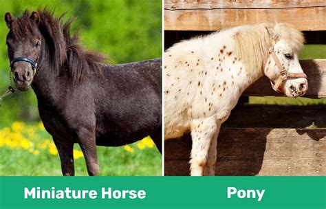 Miniature Horse Vs Pony Key Differences With Pictures Pet Keen
