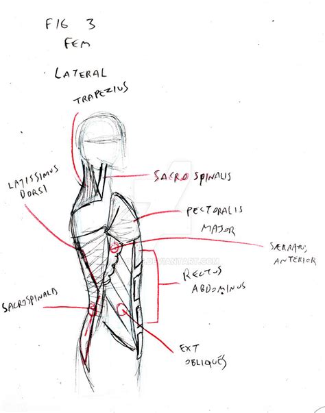 Anatomy Study Torso 3 By Daowg On Deviantart