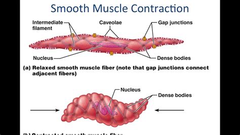 Smooth Muscle Anatomy