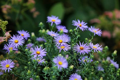Aster Laevis Smooth Blue Aster Wickleins Wholesale Native Plant