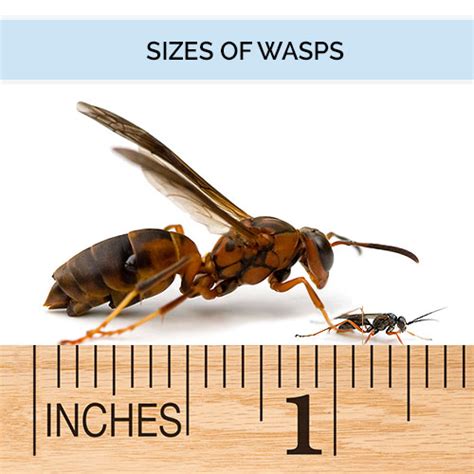 Although they are large in size and appear frightening to some, european hornets will not sting unless threatened and tend to leave people alone. Wasp & Hornet Identification - What Does a Wasp Look Like