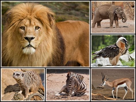 Tiere Afrikas Foto And Bild Tiere Zoo Wildpark And Falknerei