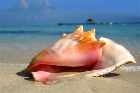 Officials Consider Listing Queen Conch As Threatened Or