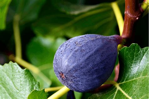 Lsu Purple Fig Tree Sammys Plant World