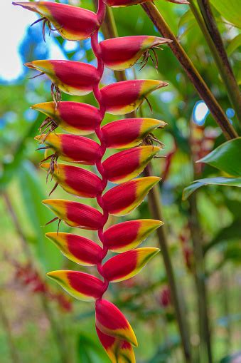 Costa Rica Flora Foto De Stock Y Más Banco De Imágenes De Aire Libre