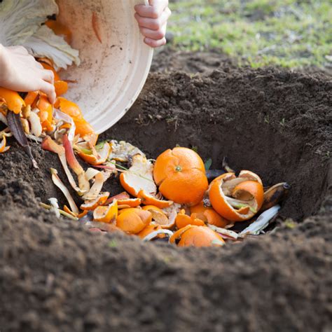 6 Creative Ways To Use Oranges In The Garden Crafting Her Blooms