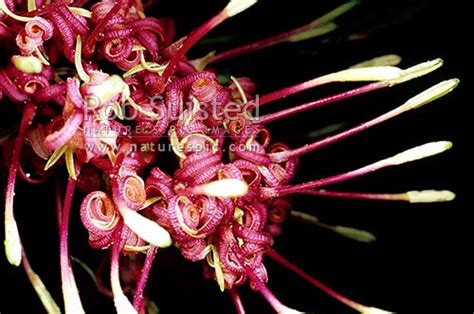Rewarewa Flowers Knightia Excelsa In Raceme Group Inflorescence