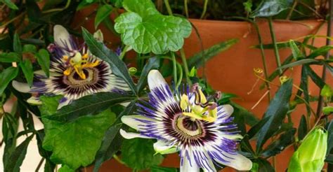 Growing Passion Flowers In Pots And Containers