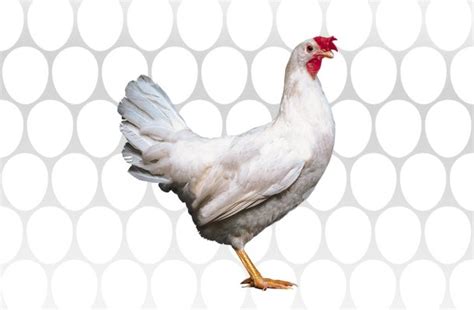 Dekalb Poultry Breed Dekalb