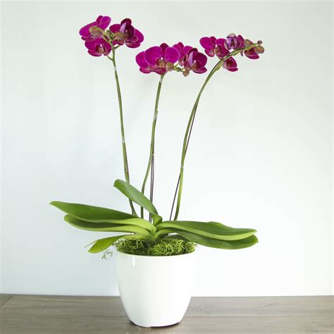 Potted Phalaenopsis Orchid Exp 01 In Placentia Ca Expressions Florist