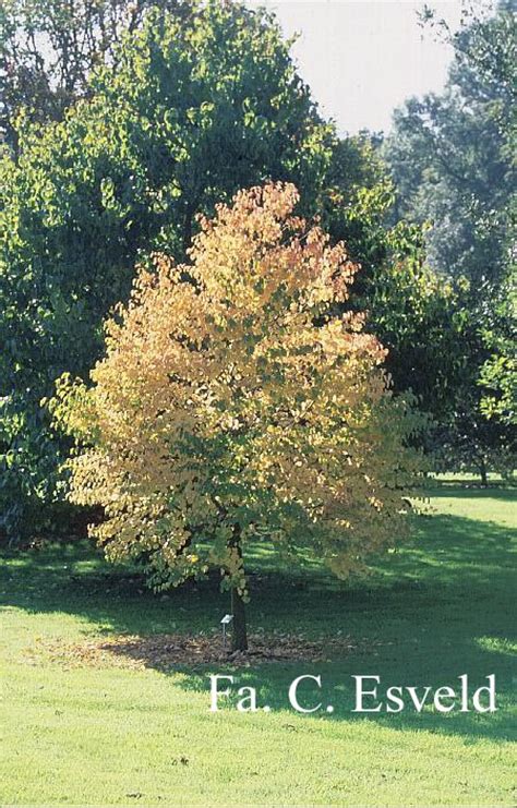 Picture And Description Of Cercidiphyllum Japonicum Heronswood Globe