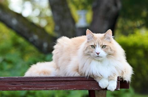 Are Norwegian Forest Cats Hypoallergenic A Sneeze Fest Or