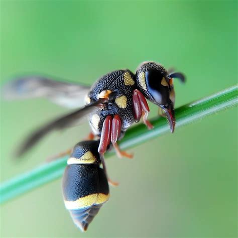 Stunning Macro Photography Of Insects By Okqy Setiawan 99inspiration