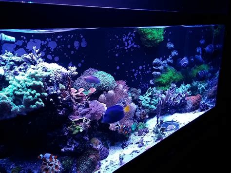 Saltwater Best Large Aquarium 50 Gallons Welcome To The