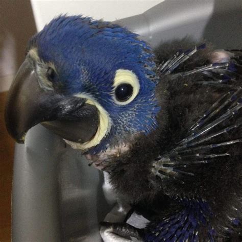 Baby Hyacinth Macaws Uk Buy Young Hyacinth Macaws Online