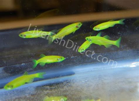 Electric Green Glow Fish Danio Live Fish Direct