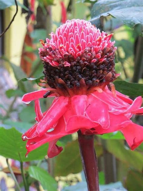 Browse 6,413 costa tropical stock photos and images available, or search for almunecar to find more great stock photos and pictures. Beautiful Flower From Costa Rica.... | Flowers, Beautiful ...