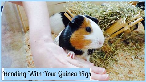 How To Bond With Your Guinea Pigs Youtube