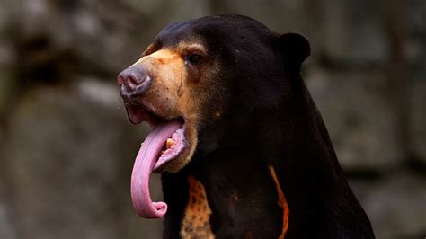 Making Faces Is Fun For Sun Bears