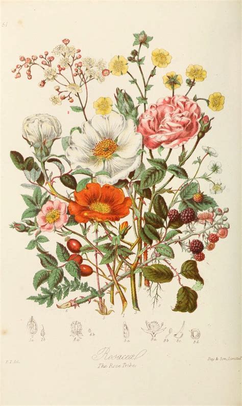 N W Botanical Illustration Vintage Botanical Drawings