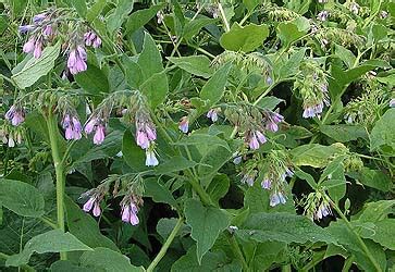 More about comfrey bocking 14: Comfrey Issue