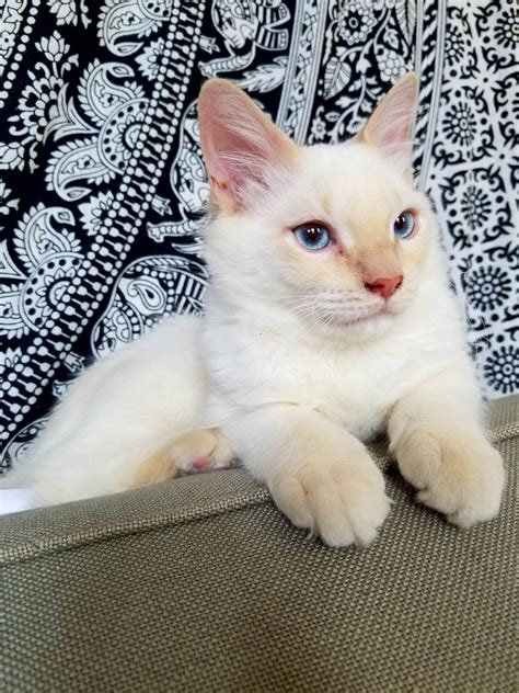 His Flame Points Are Beginning To Show At 4 Months Siamese Cats