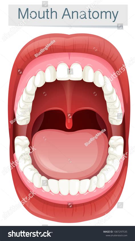 Human Mouth Anatomy On White Background เวกเตอร์สต็อก ปลอดค่า