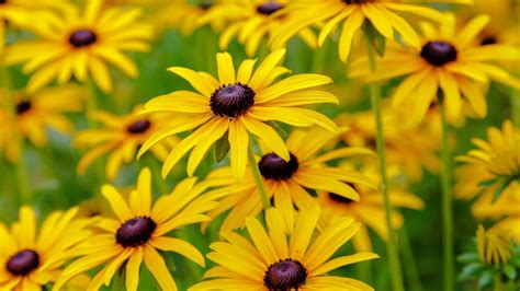Black Eyed Susan Flowers How To Plant Grow And Care For Rudbeckia