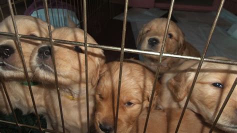 Past litter information at 6 weeks of age our puppies are examined by a veterinary who is very careful to listen to their heart, pulse and lungs. Golden Retriever puppy dog for sale in Dallas, Oregon