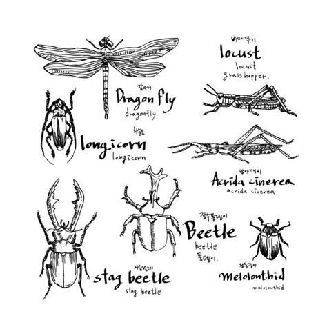 Crickets Illustrations Illustrations Royalty Free Vector Graphics