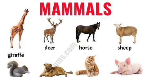 Mammals Examples