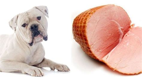 Pork is a great source of amino acids and is rich in thiamine and vitamin b12. Can Dogs Eat Ham? Is This Holiday Food Safe For Your Pets?