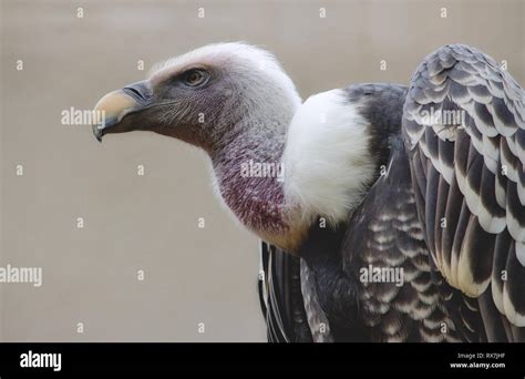 Big White Vulture Close Up Hi Res Stock Photography And Images Alamy