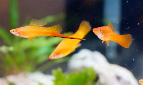 Swordtail Fish Complete Care Guide Learn The Aquarium