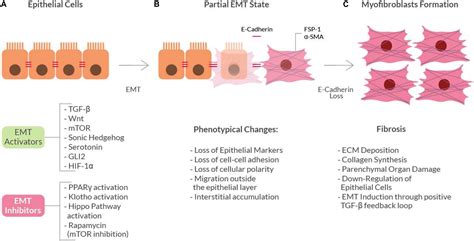 Frontiers The Epithelial To Mesenchymal Transition As A Possible