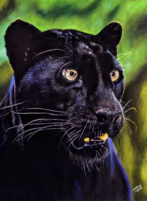 Maybe you would like to learn more about one of these? Black Jaguar Drawing by JPW Artist