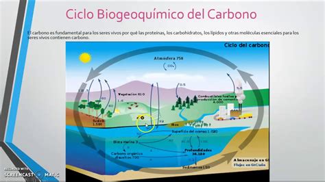 Ciclo Biogeoquimico Del Carbono Youtube