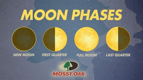 What Is The Best Moon Phase For Deer Hunting