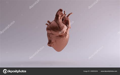 Copper Heart Anatomical Illustration Render Stock Photo By ©80schild