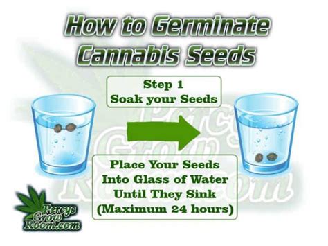 How To Germinate Cannabis Seeds Percys Grow Room
