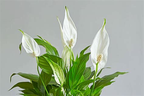 Peace Lily Spathiphyllum Indoor Plant Happy Garden