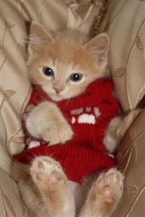 Kitten Wearing Sweater Crazy Cat Lady Crazy Cats Kittens Cutest Cats