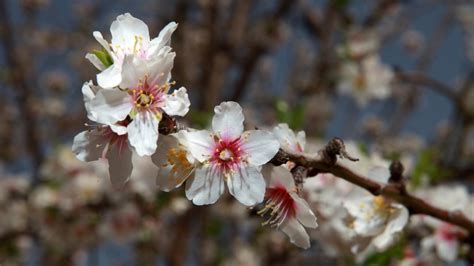 See more ideas about flowers, almond flower, bloom. 11 amazing things you didn't know about almonds | ISRAEL21c